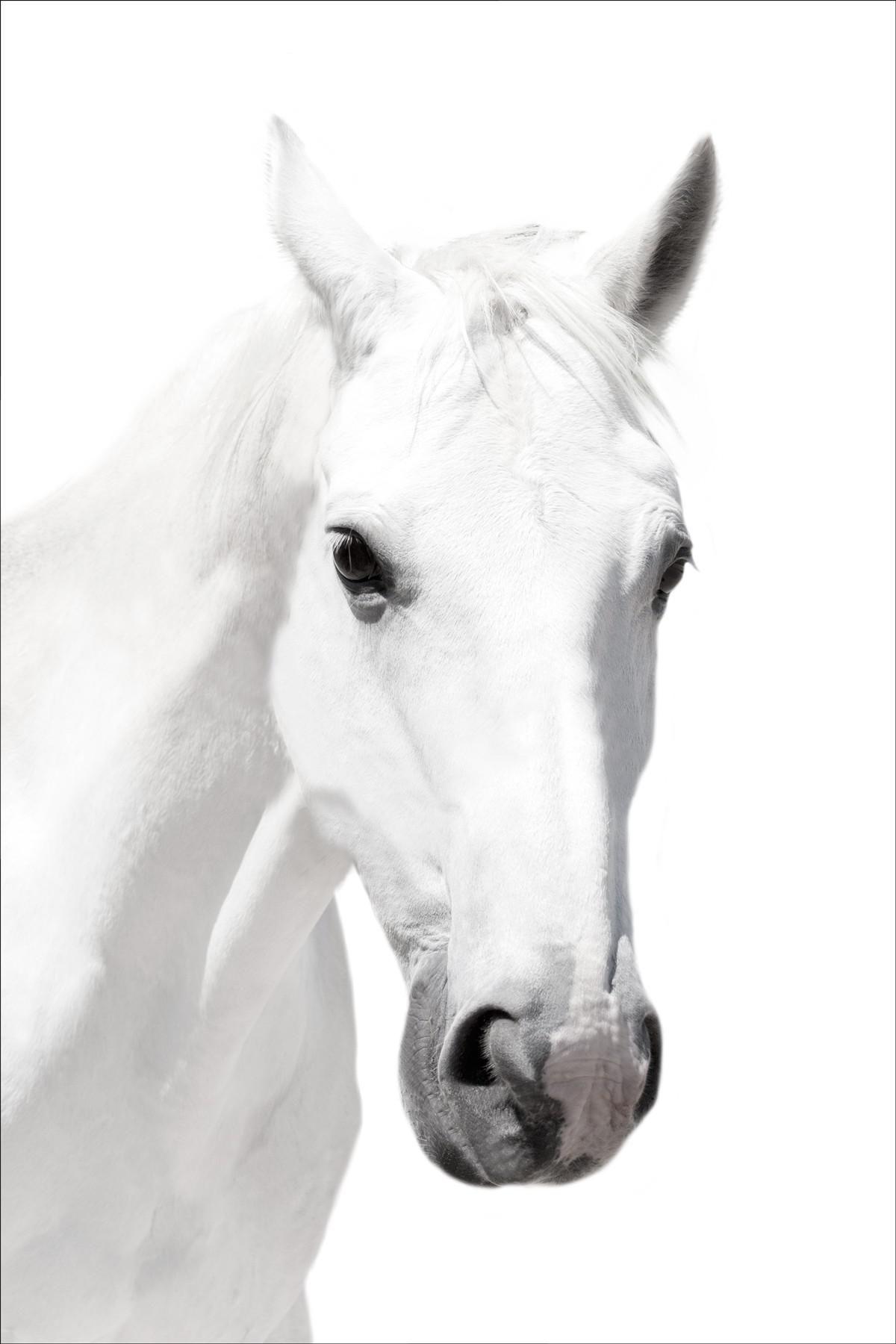 1200x1800 Jpeg V.1.1 Wallpaper. White Horse, Watercolor