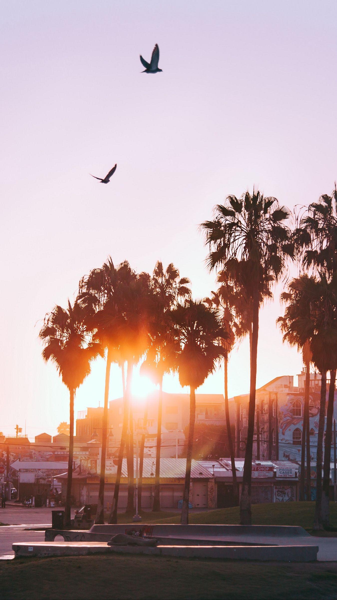 1350x2400 Free download Download wallpaper 1350x2400 palm trees dawn birds