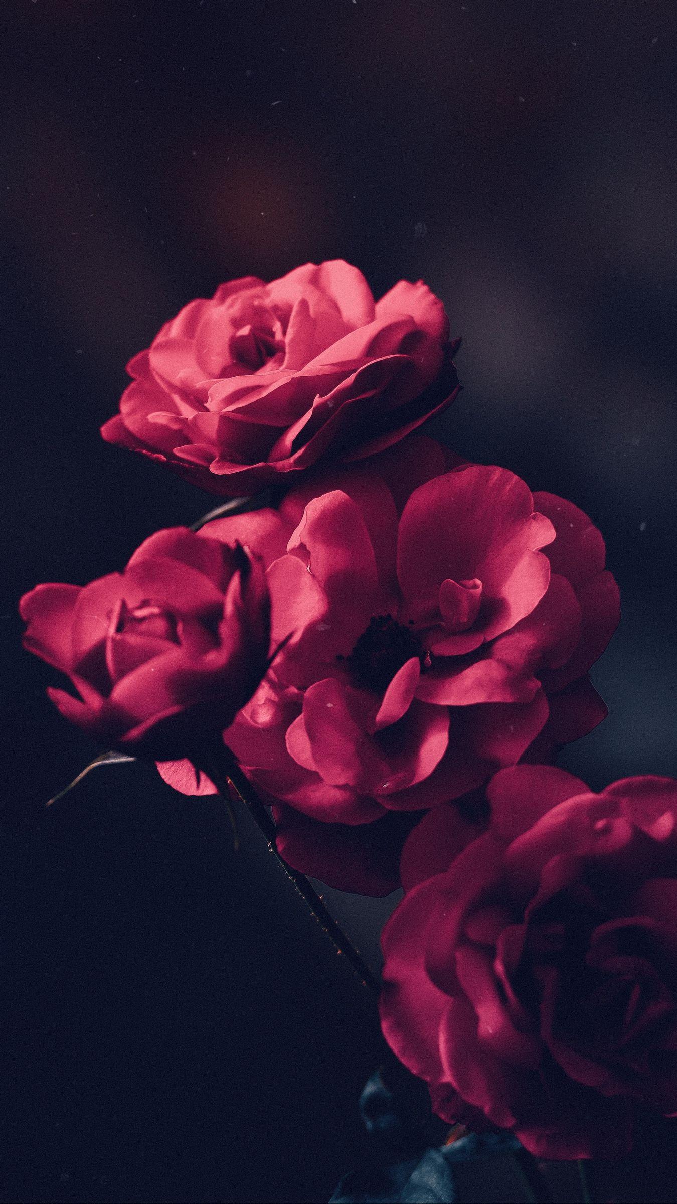 1350x2400 Wallpaper roses, bush, bloom, buds, pink in 2020