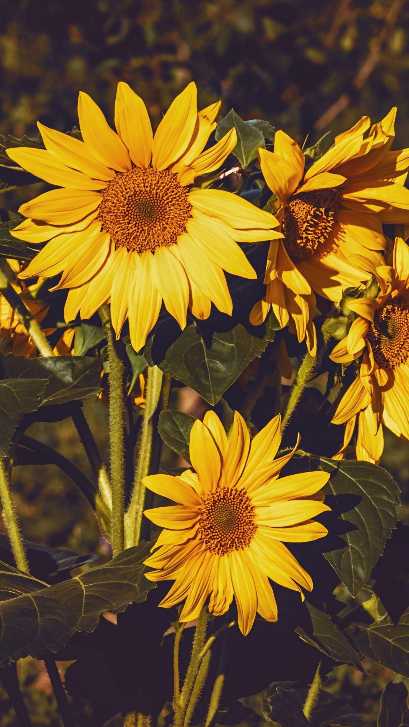 1350x2400 Beautiful HD Flower Wallpaper iPhone. HD flower wallpaper, Flower