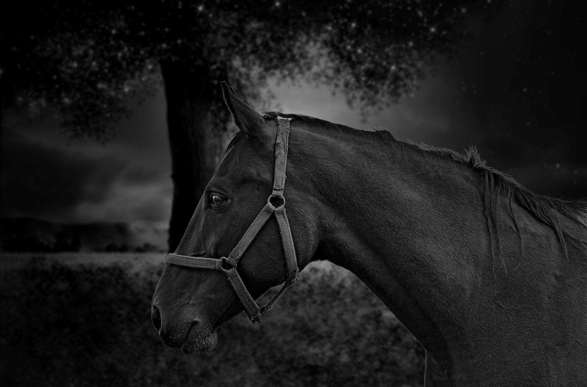 Dark Horse Hd Wallpapers - Top Free Dark Horse Hd Backgrounds
