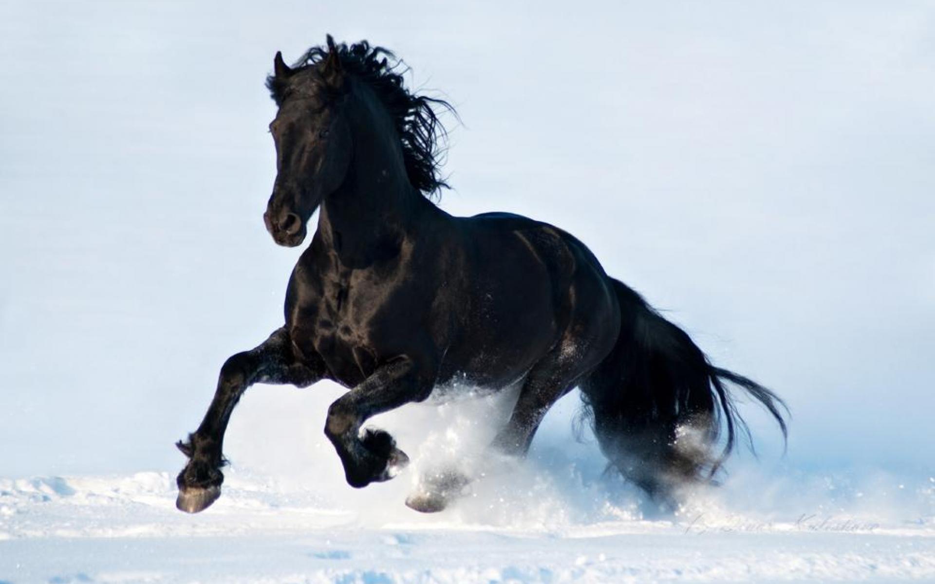 1920x1200 Black Horse Wallpaper