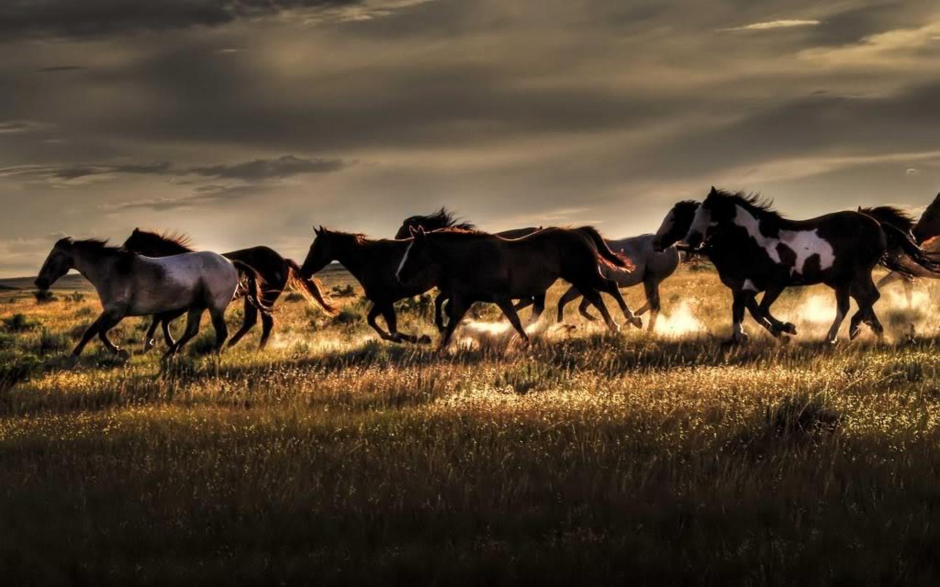 1920x1200 Free Wild Horse Desktop Wallpaper SRCKB8 1920x1200 px