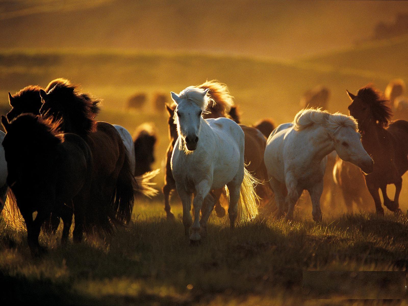 1600x1200 Free download Beautiful Wallpaper wild horses wallpaper