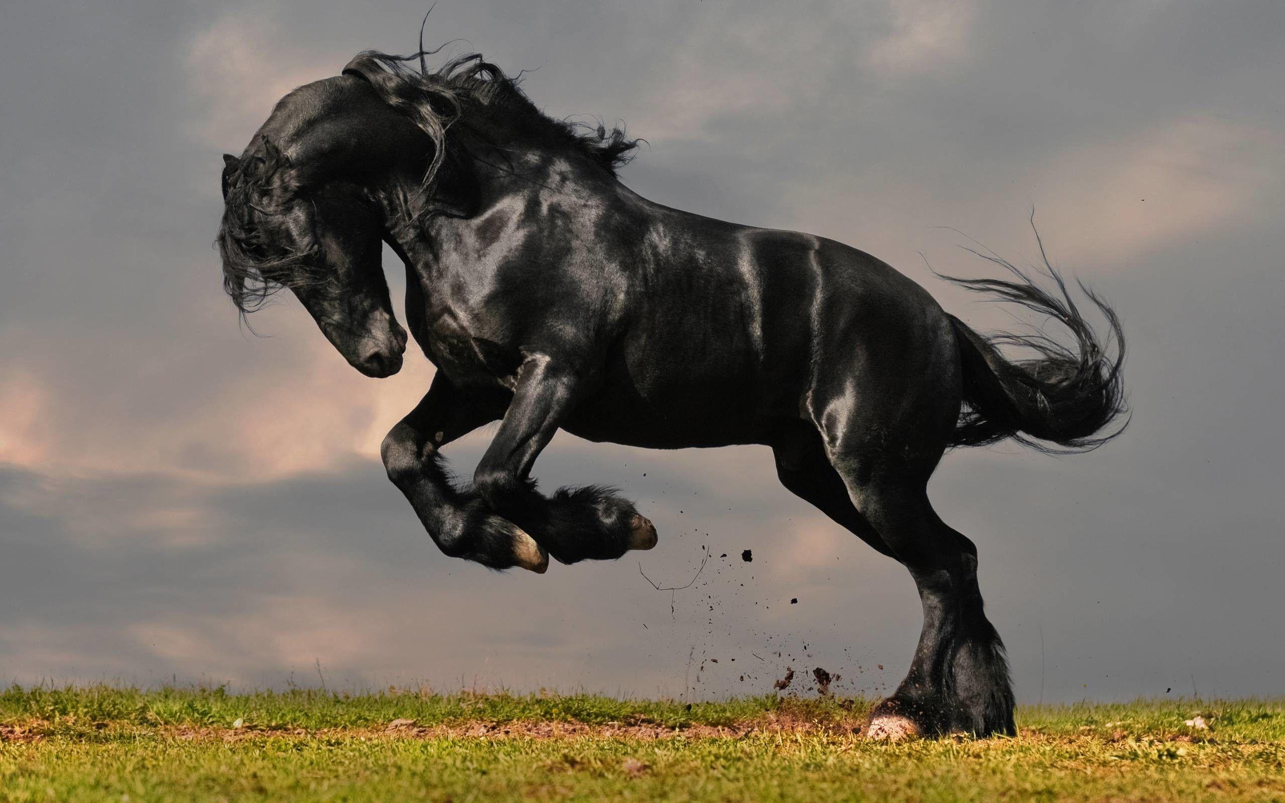 2560x1600 Indian Horse Wallpaper