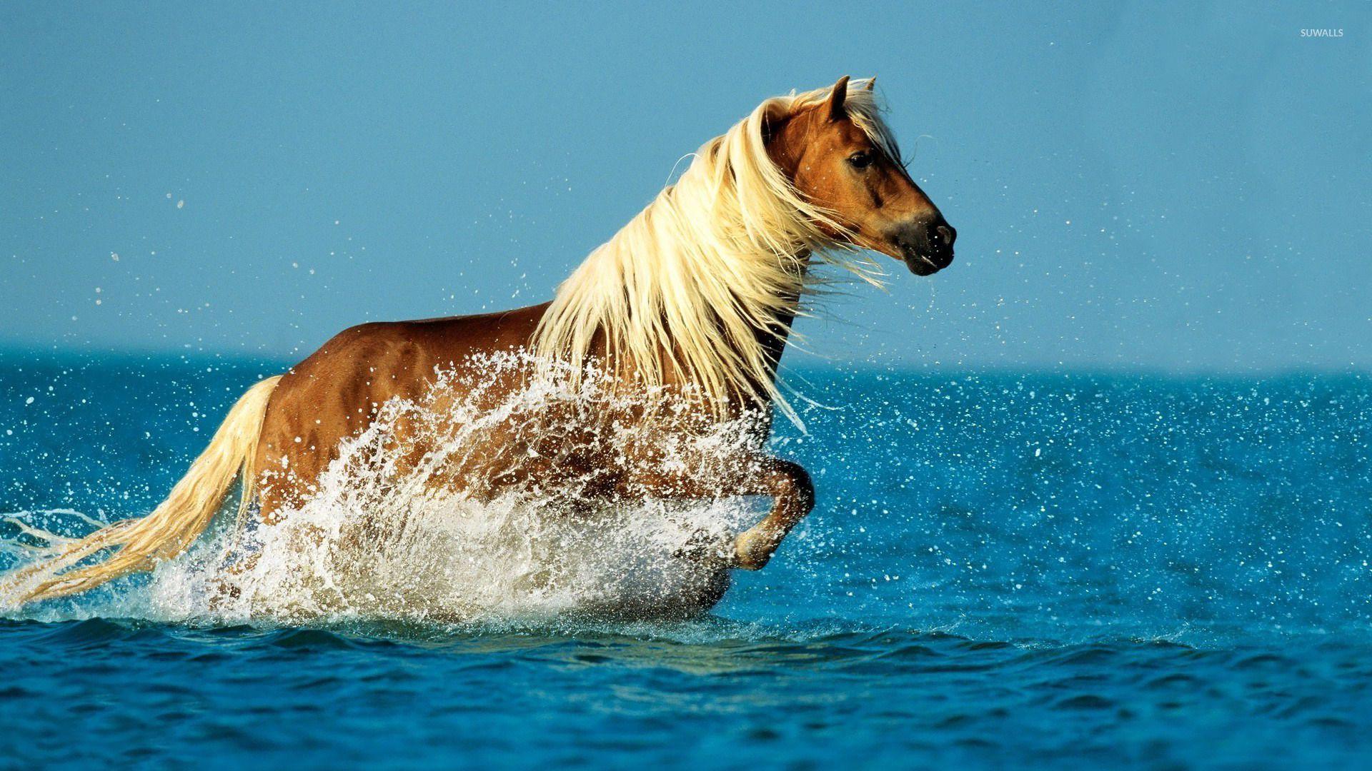 1920x1080 Horse in the water wallpaper wallpaper