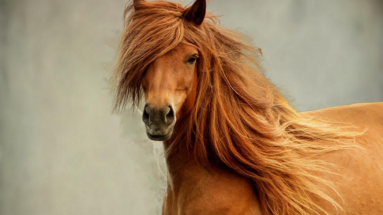 1600x900 Wild Horse Wallpaper