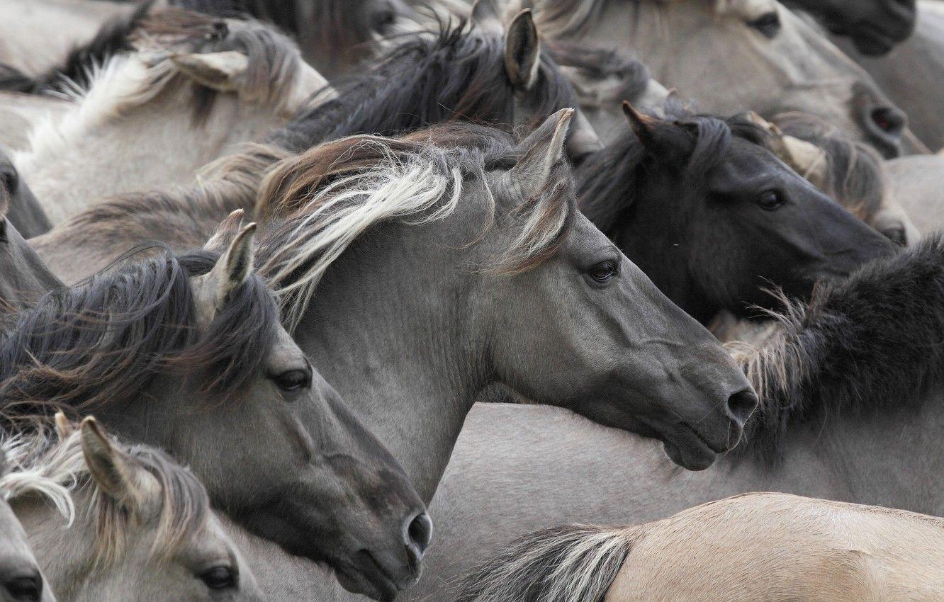 1332x850 Wallpaper horses, horse, muzzle, the herd, Wild horses image