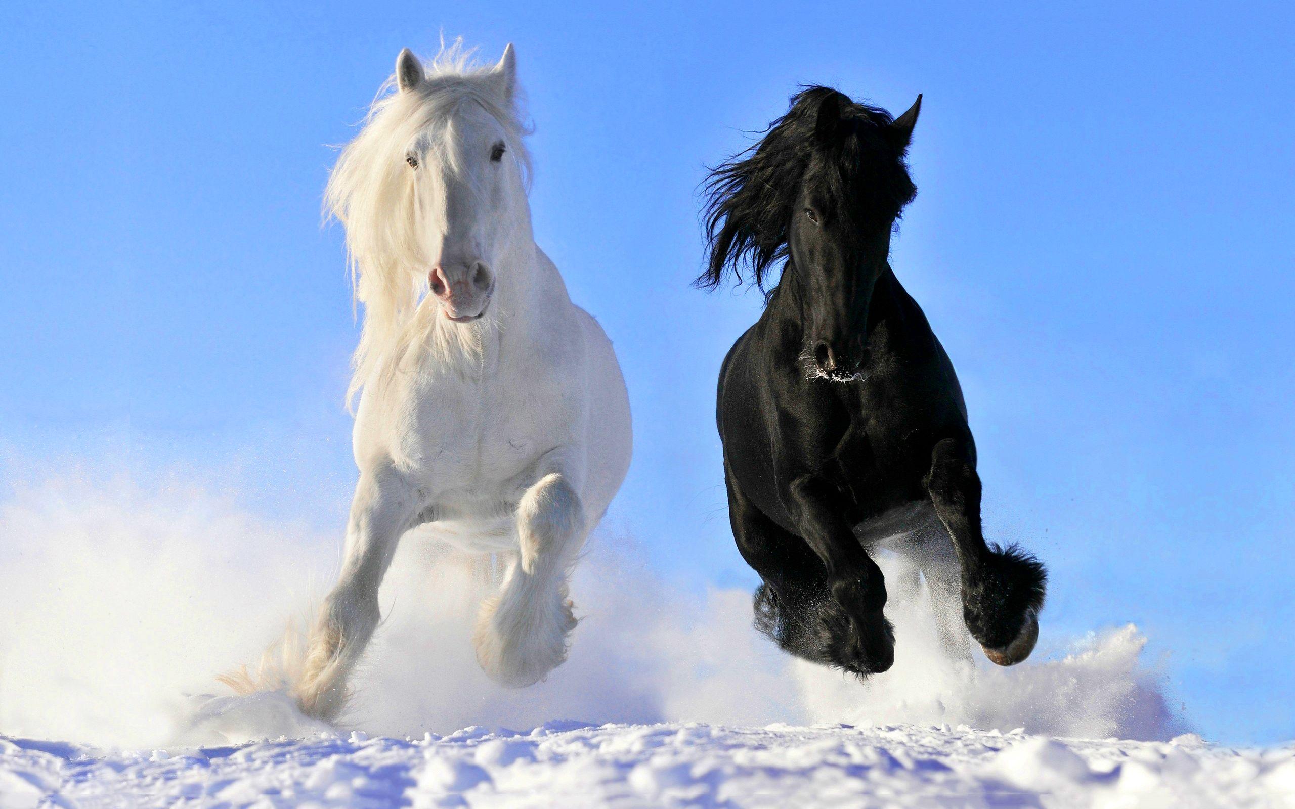 2560x1600 White & Black Horse IN Ice Land [1920×1080]