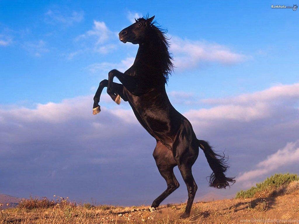 1024x768 Wild Horses Wallpaper. Desktop Background
