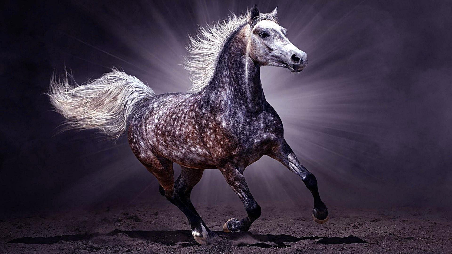 Dark Horse Wallpapers - Top Free Dark Horse Backgrounds - Wallpaperaccess