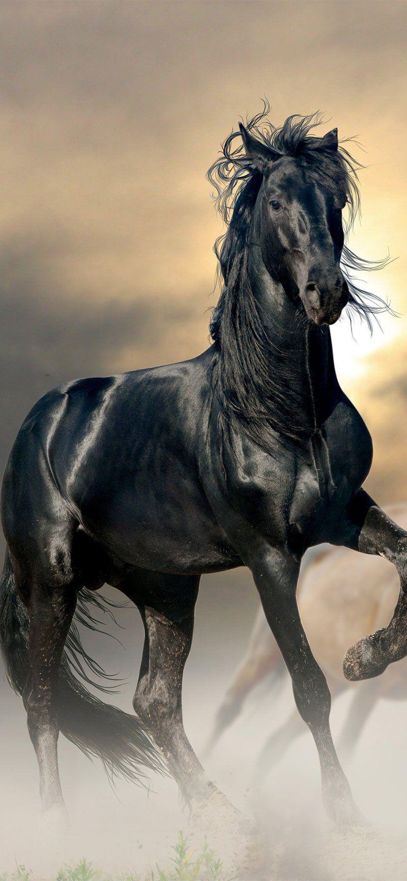 828x1792 iPhone Black Horse Wallpaper HD