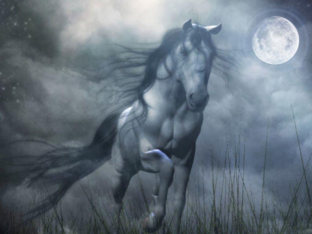 1024x768 dark horse year of the horse horse riding horse racing
