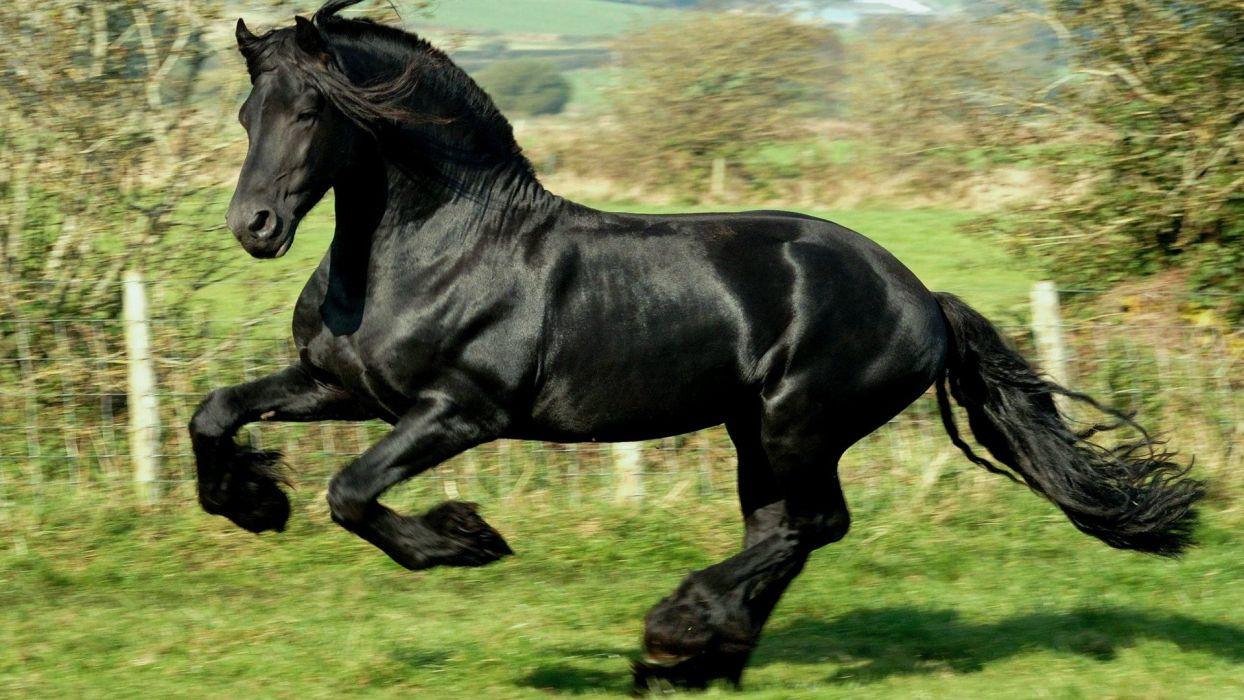 1244x700 Klidale black horse wallpaperx1080