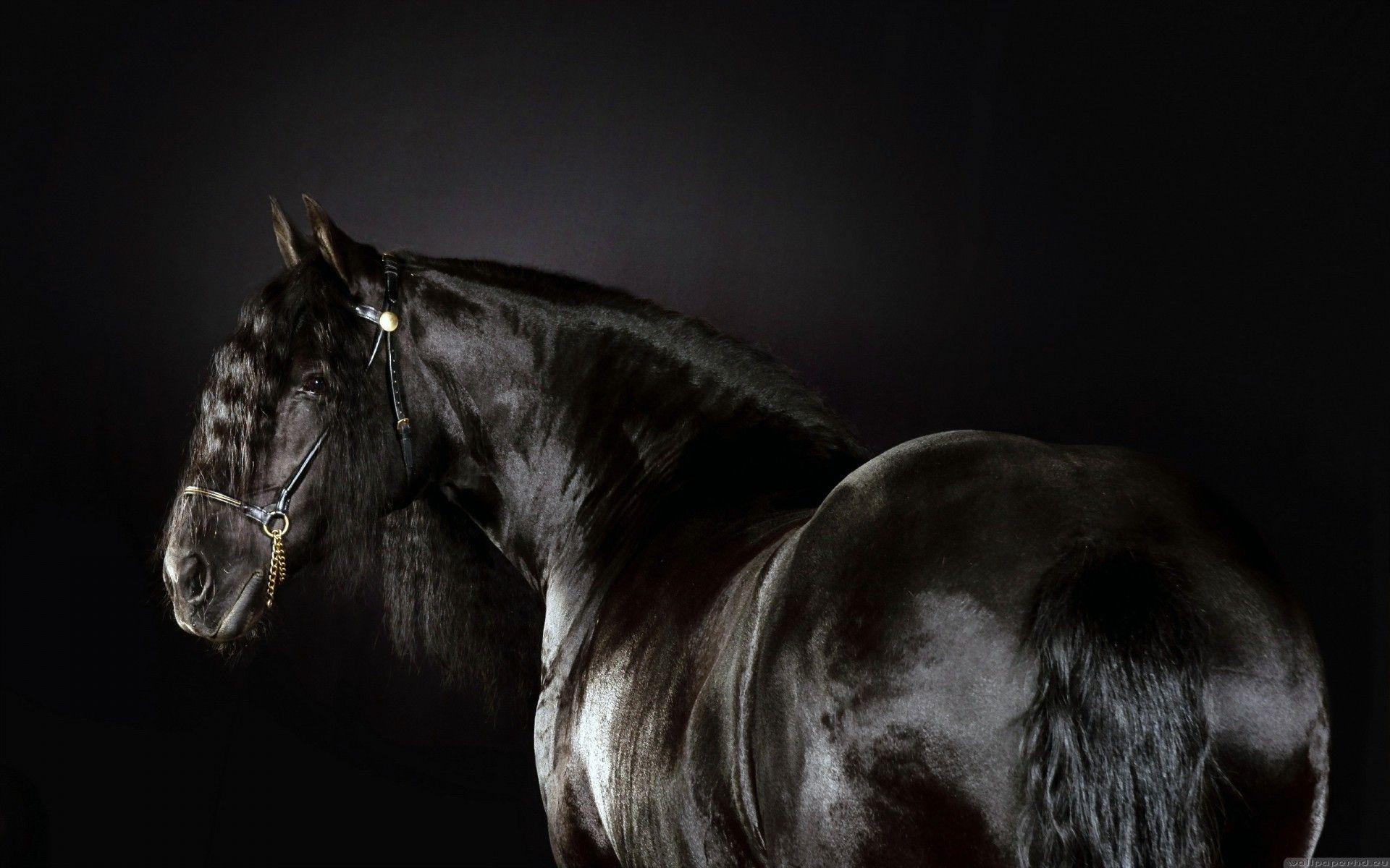 1920x1200 mobile Wallpaper, Horses, Animals, Amazing, Race, black, 4k Animal