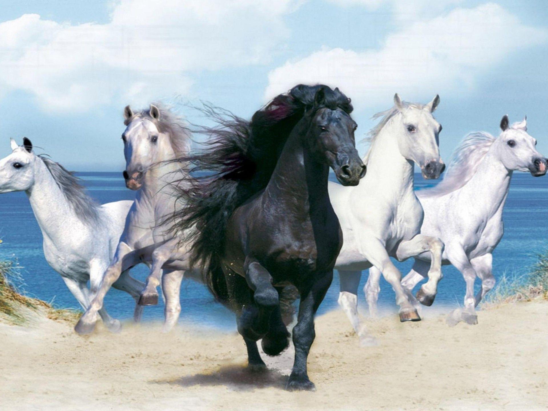 1920x1440 Beautiful Background With Animals HD A Black Horse And Four White