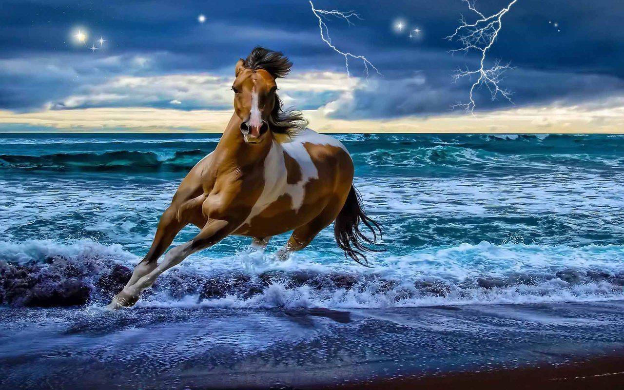 1280x800 Beautiful Horse