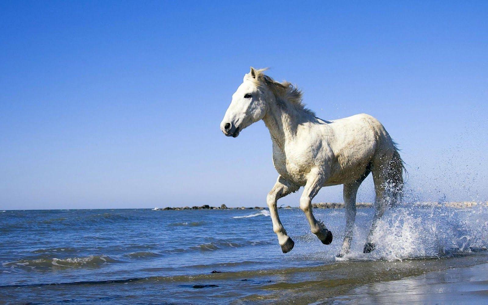 1600x1000 Wallpaper Horses Running