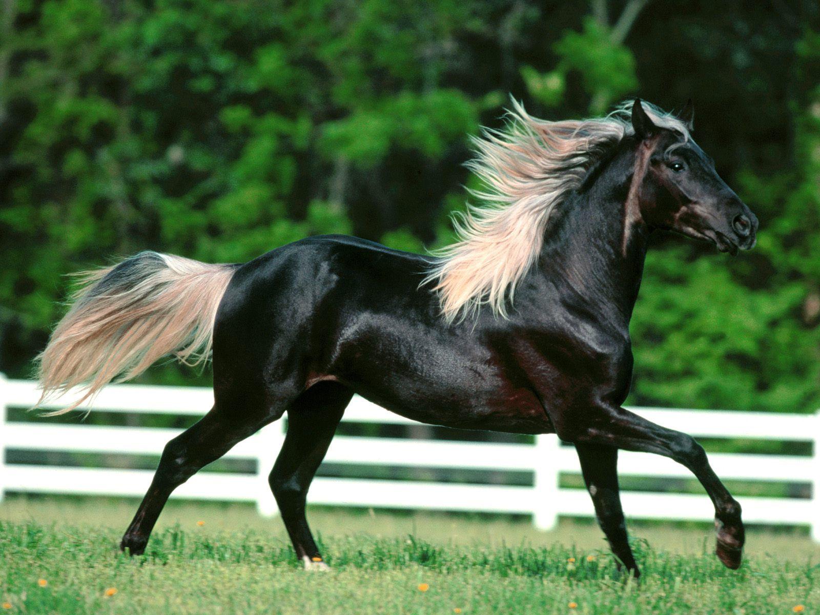 1600x1200 Horse Wallpaper Wild Horses Photo