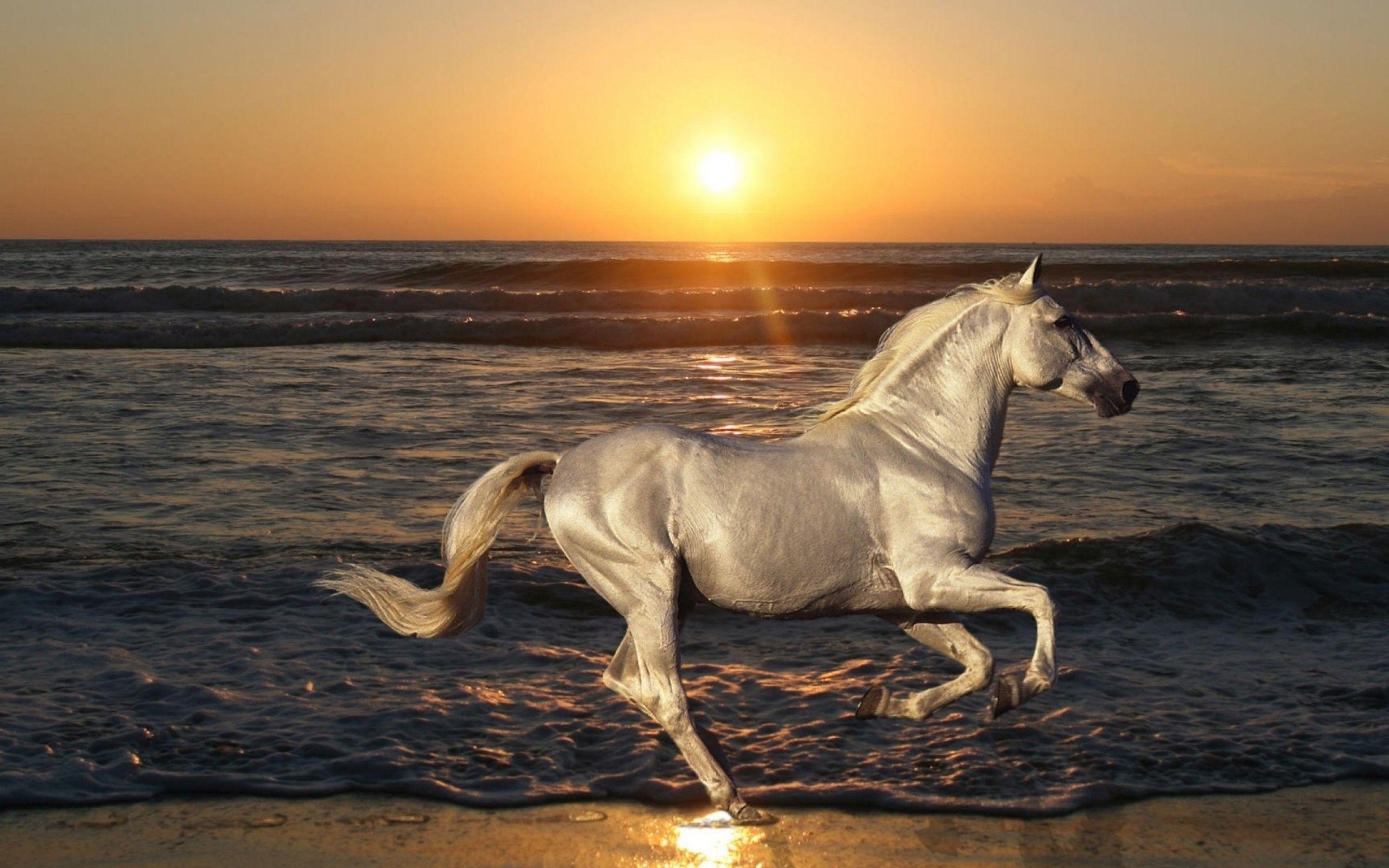 2880x1800 Wild Horse Wallpaper, Picture, Image