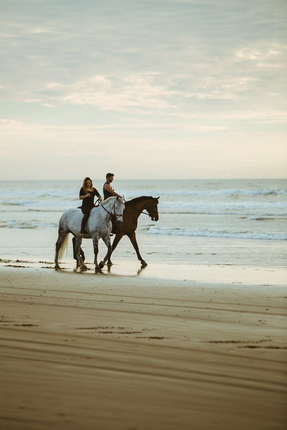 1000x1500 Water Horse Picture. Download Free Image