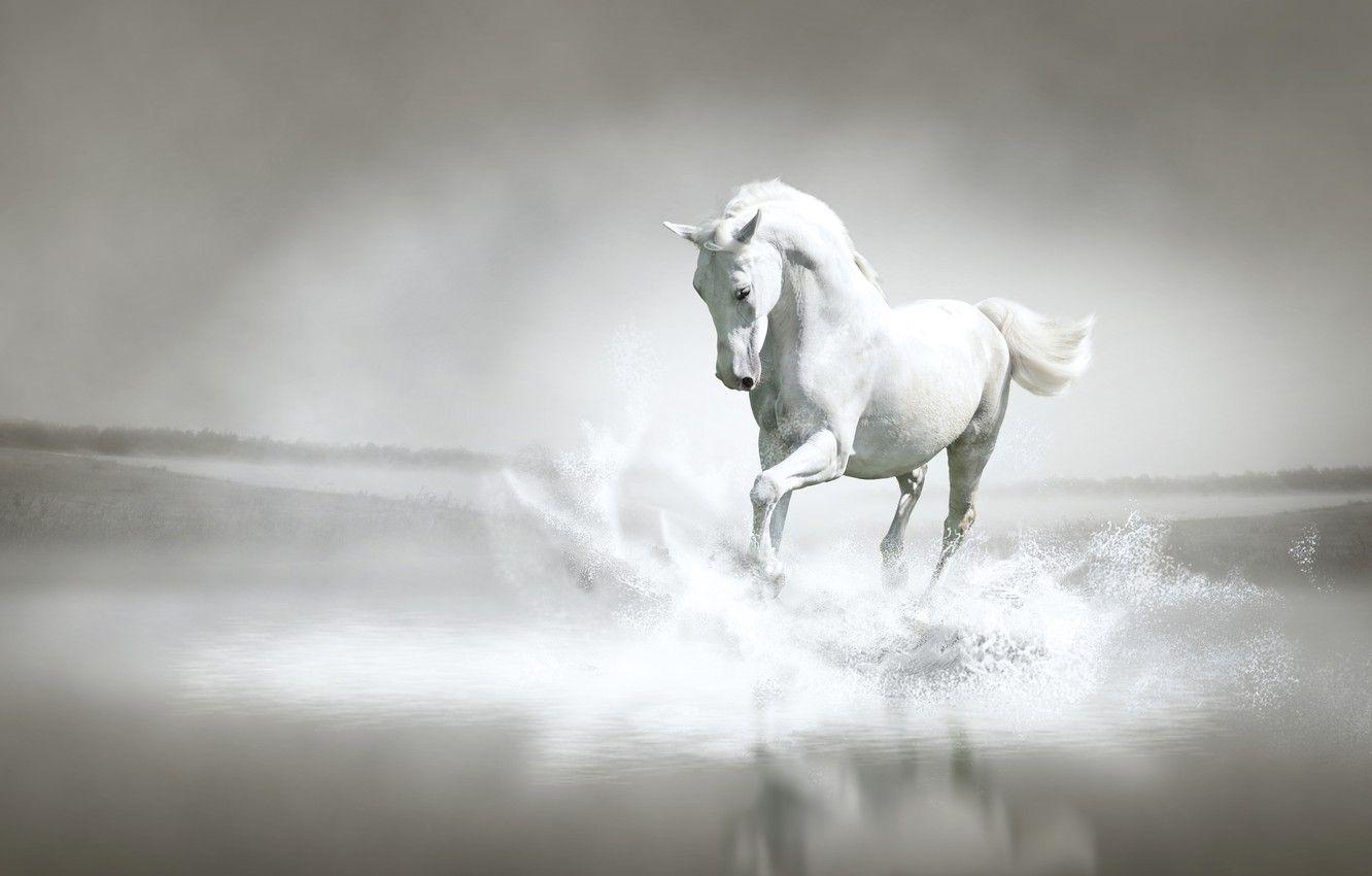 1332x850 Wallpaper water, squirt, river, shore, horse, running image