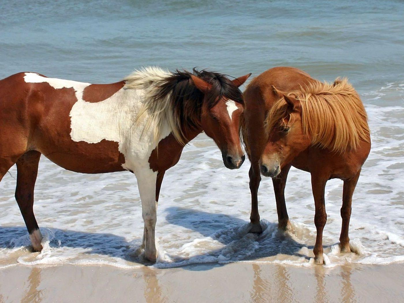 1400x1050 Download wallpaper 1400x1050 steam, water, horse, brown, spotted
