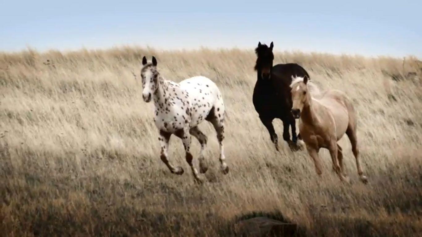1366x768 Wild Girl Horses Wallpaper