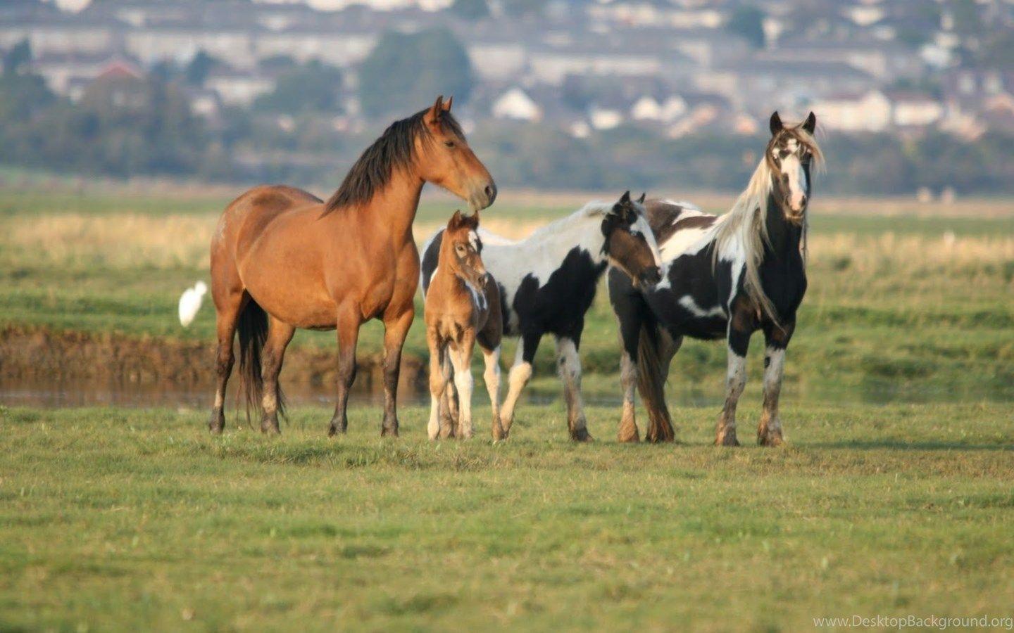 1440x900 Wild Horse Wallpaper Desktop Background