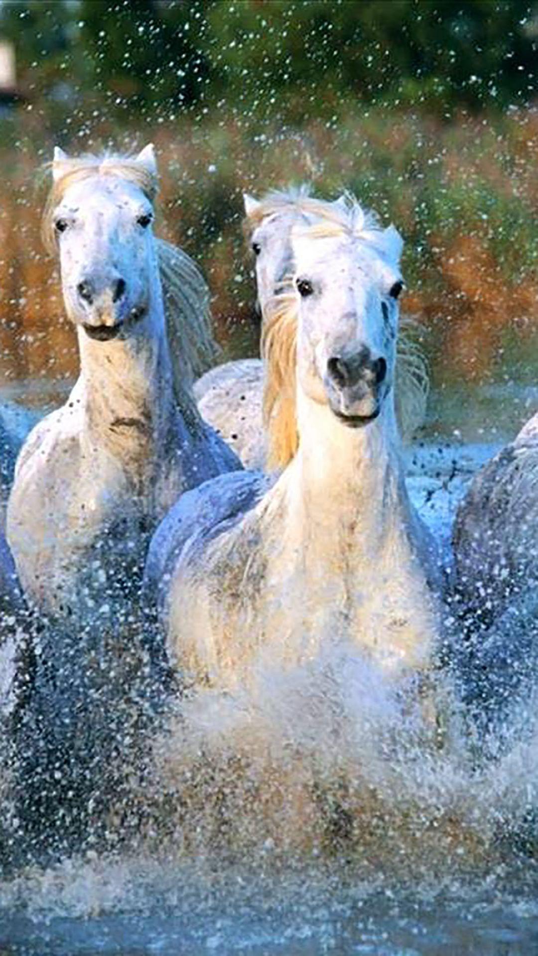 1080x1920 Camargue Horses Running Water Splashing iPhone 8 Wallpaper Free