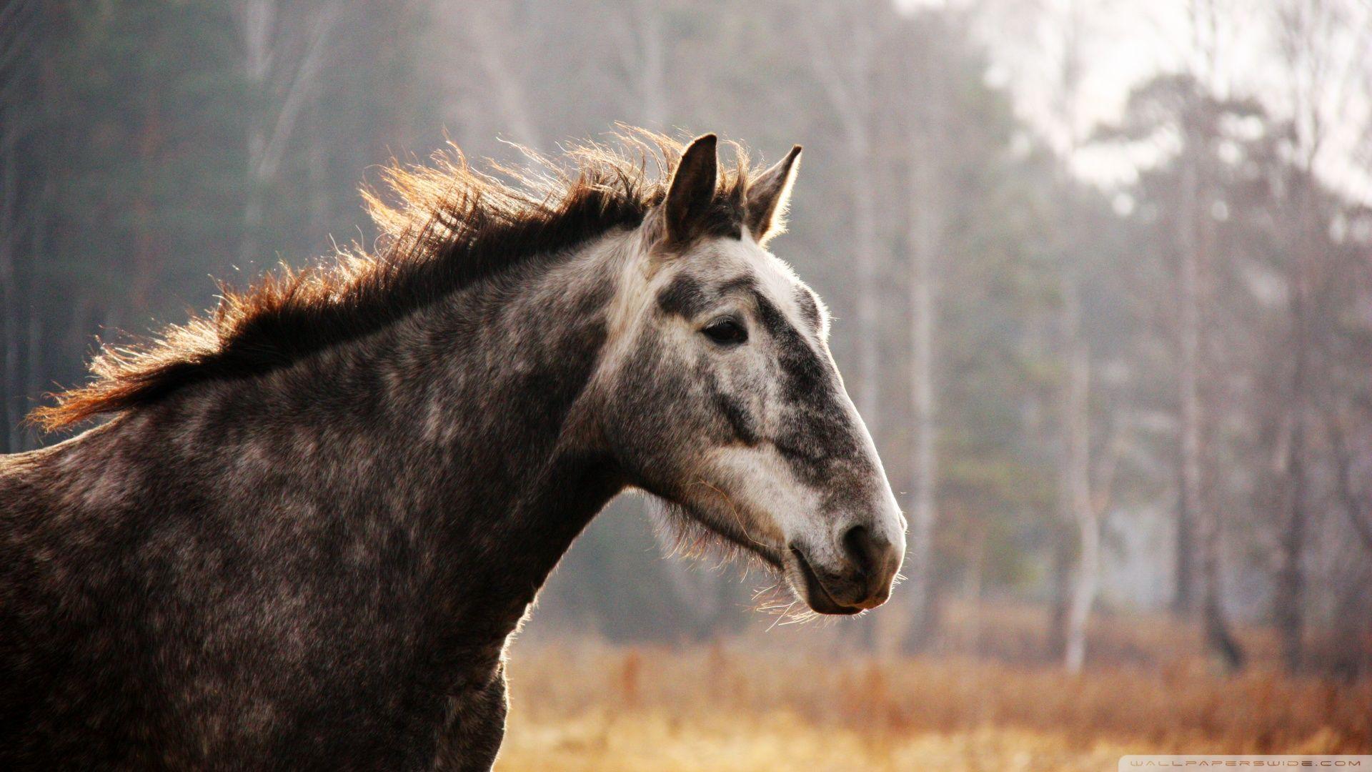 1920x1080 Free download Wild Horse wallpaper 908791 [1920x1080]