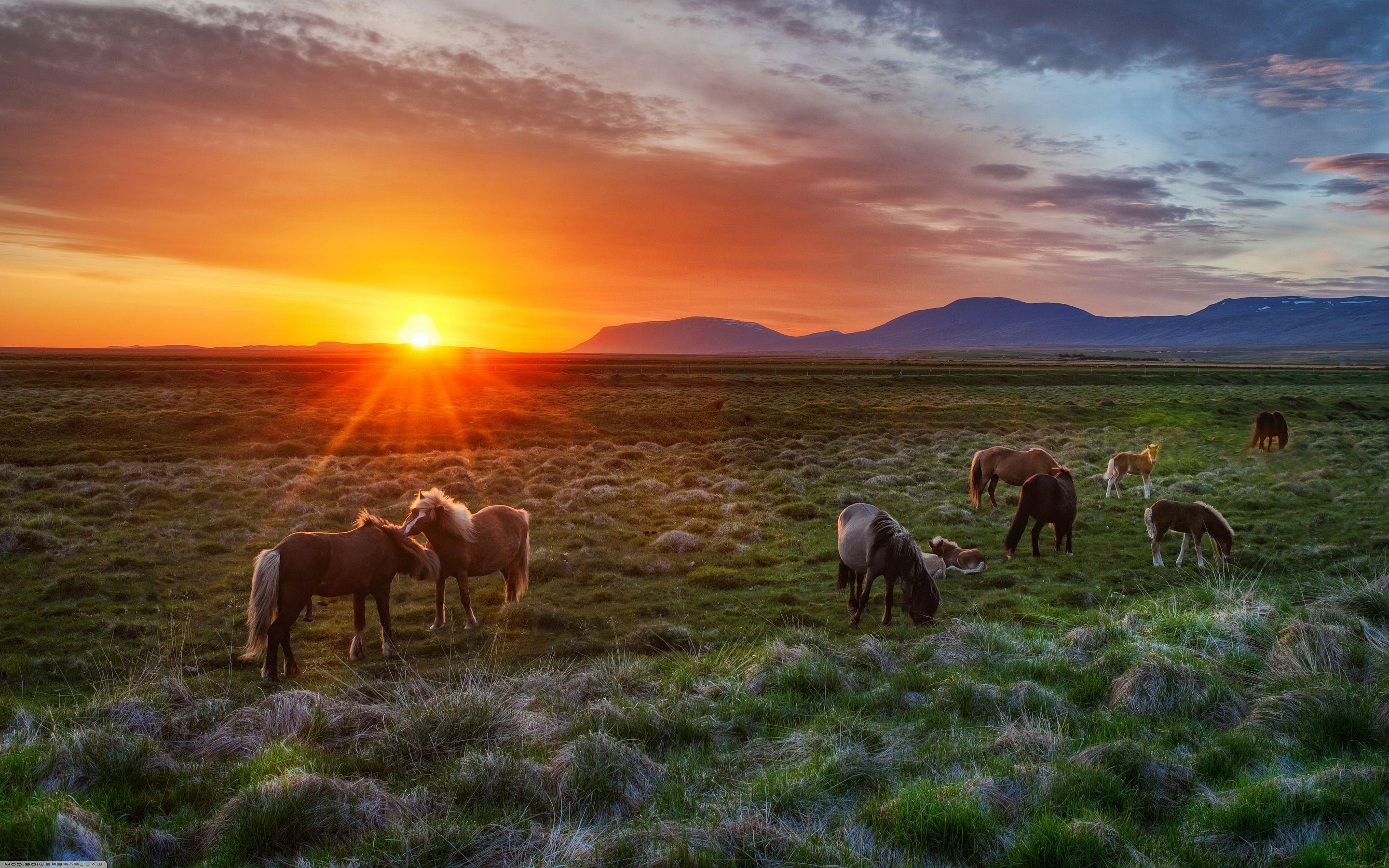2880x1800 Wild Horse Background