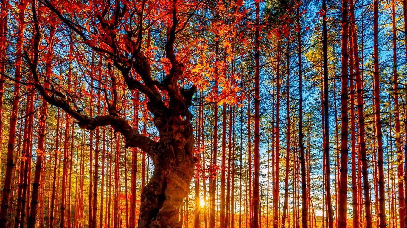1366x768 Wallpaper