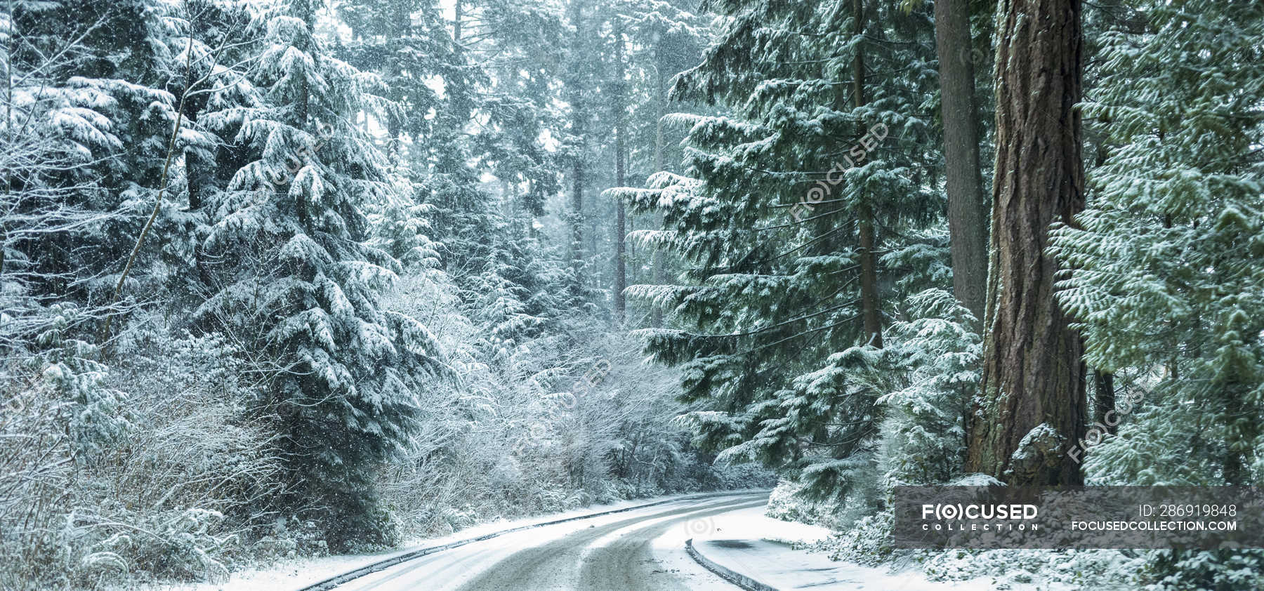 1800x842 Snow storm in Stanley Park, Vancouver, British Columbia, Canada