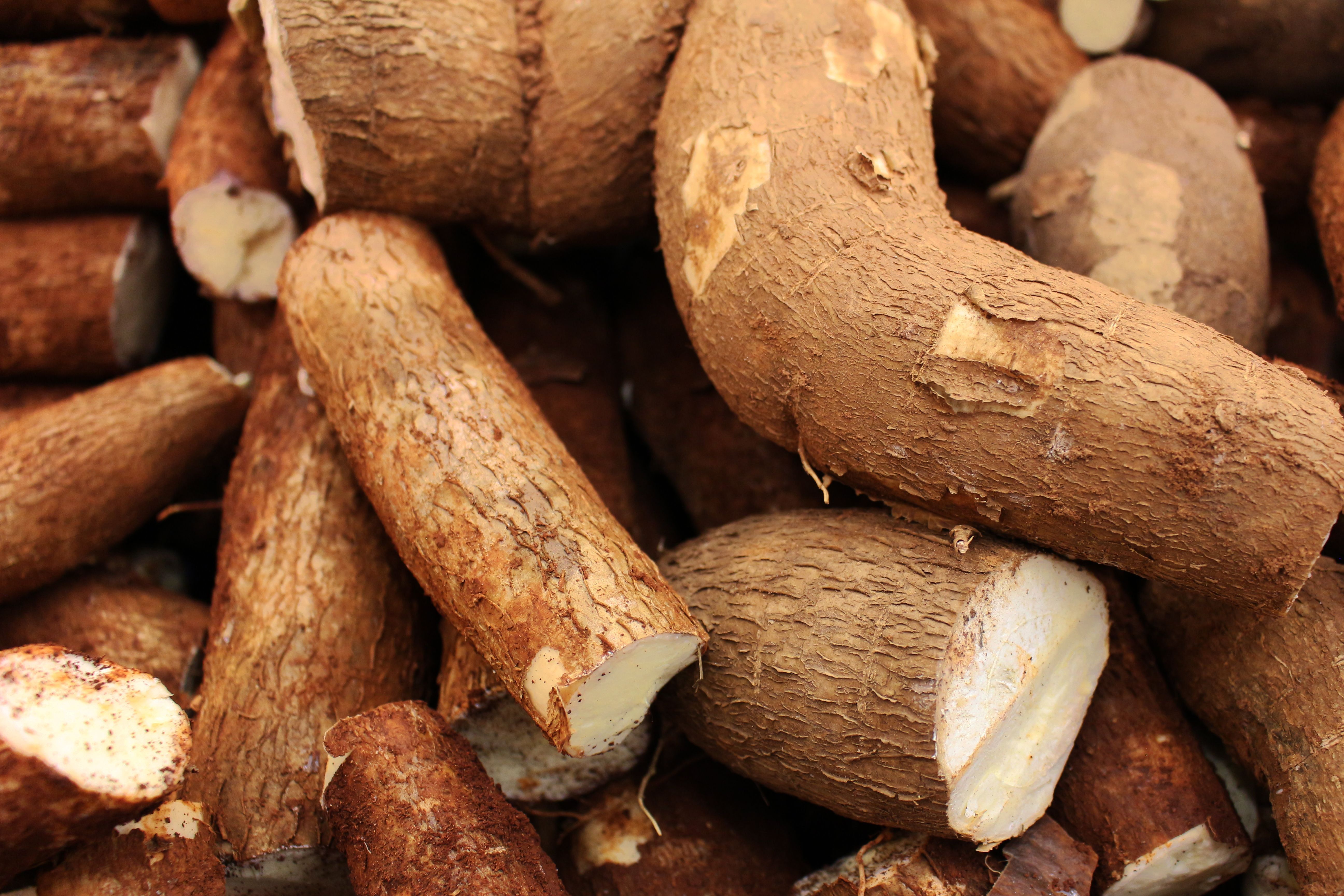 5184x3456 Cassava Crops In Close Up Photography · Free