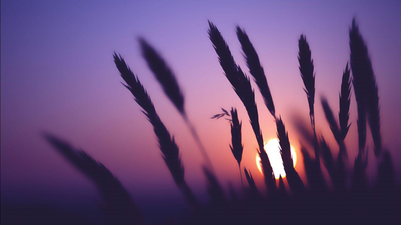 1366x768 Wallpaper (1366x768)