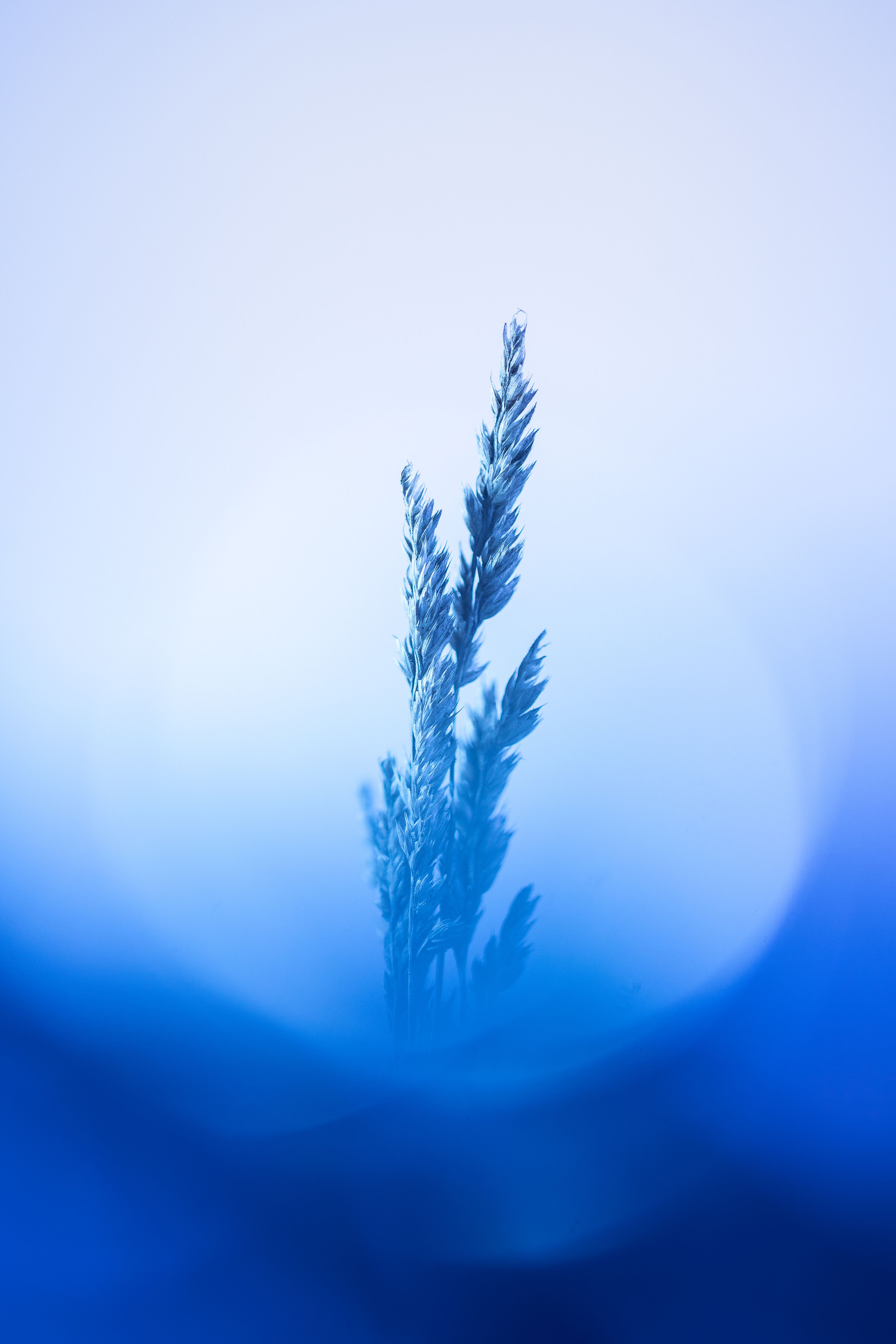 3235x4853 Blue Nature Photo, Download The BEST Free Blue Nature & HD Image