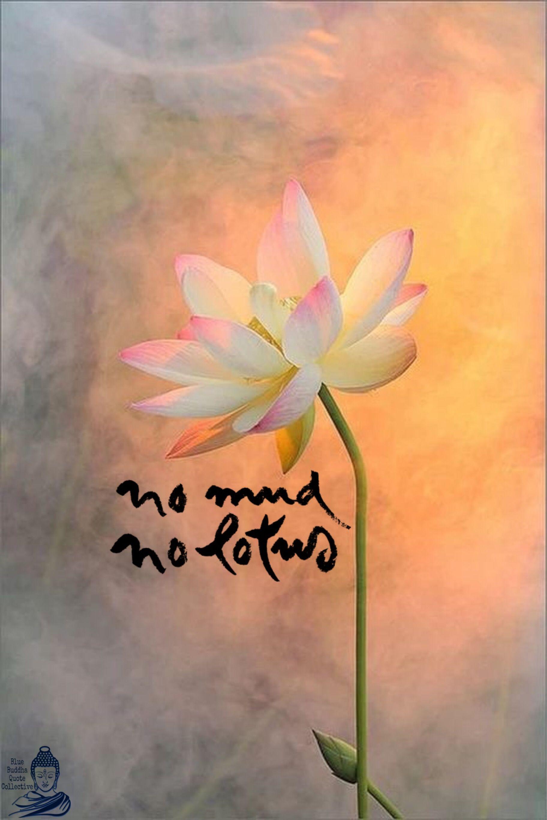 1824x2732 No Mud No Lotus Nhat Hanh. #bluebuddhaquotecollective #blue. Lotus flower painting, Lotus flower quote, Lotus flower wallpaper