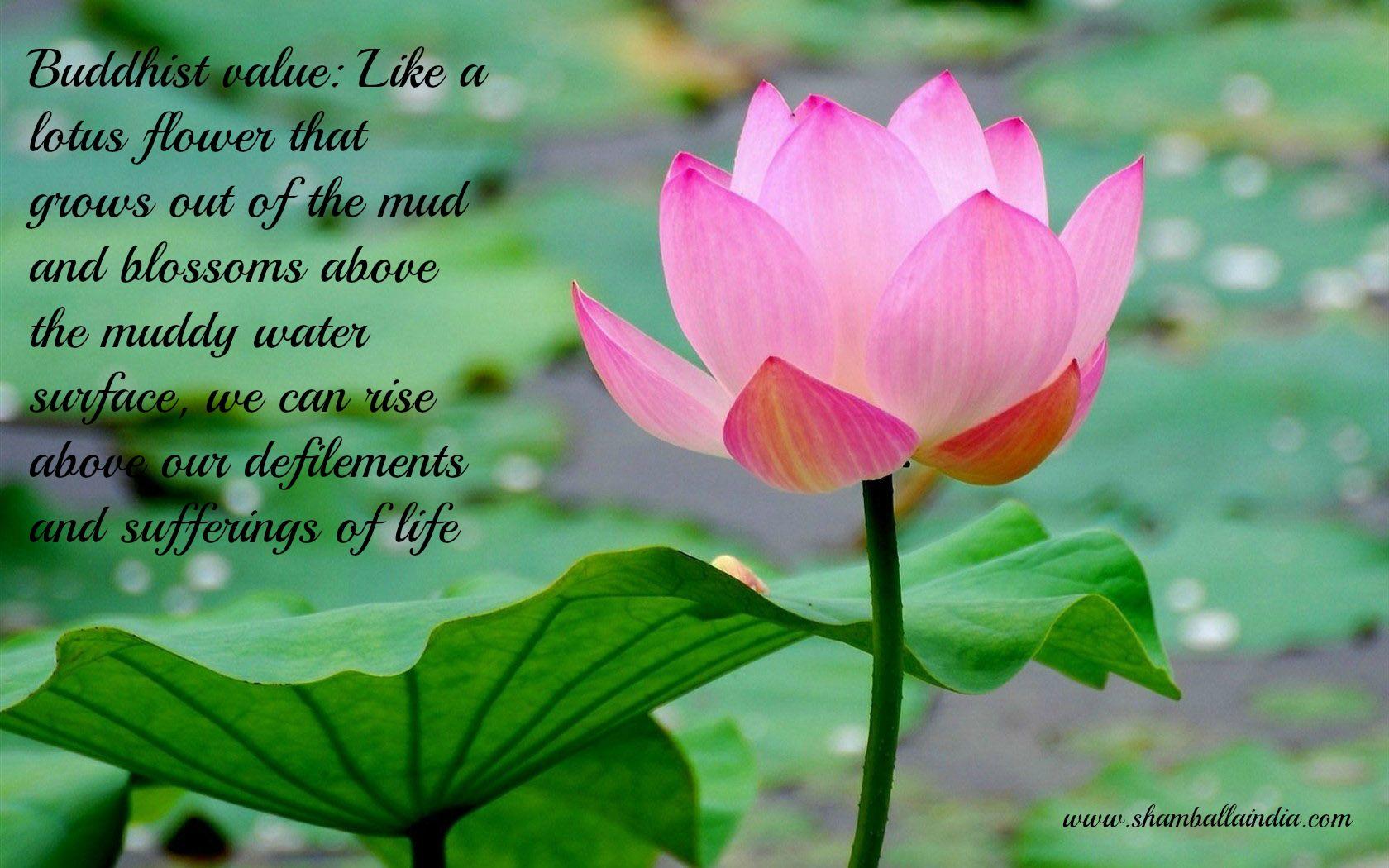 1680x1050 buddhistshamballaindia.