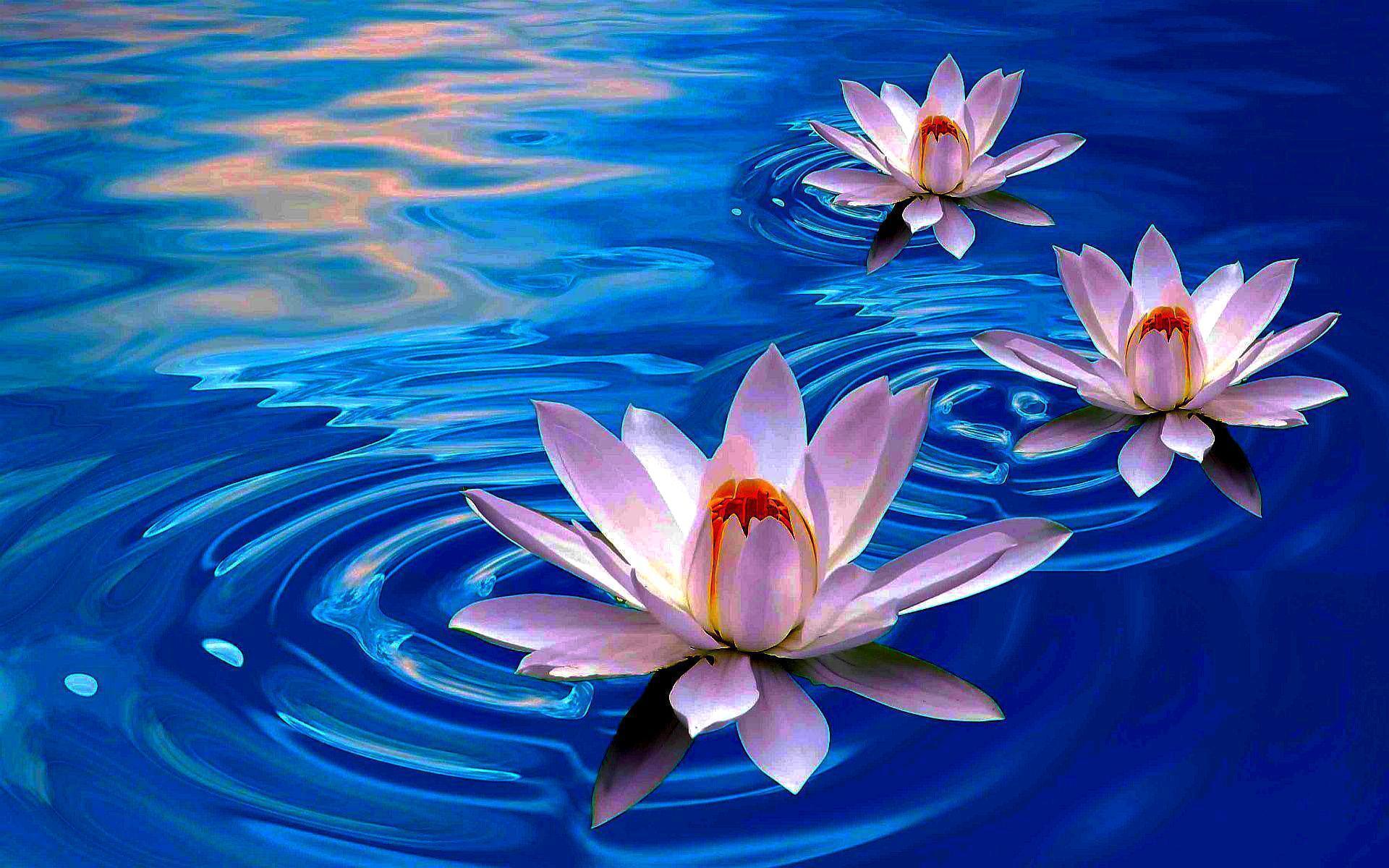 1920x1200 Download Free Lotus Wallpaper
