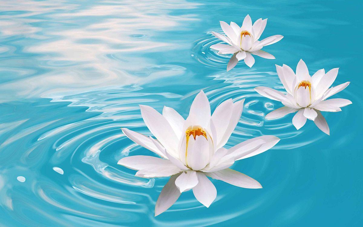 1200x750 Buddha Boats. Hear The Boat Sing