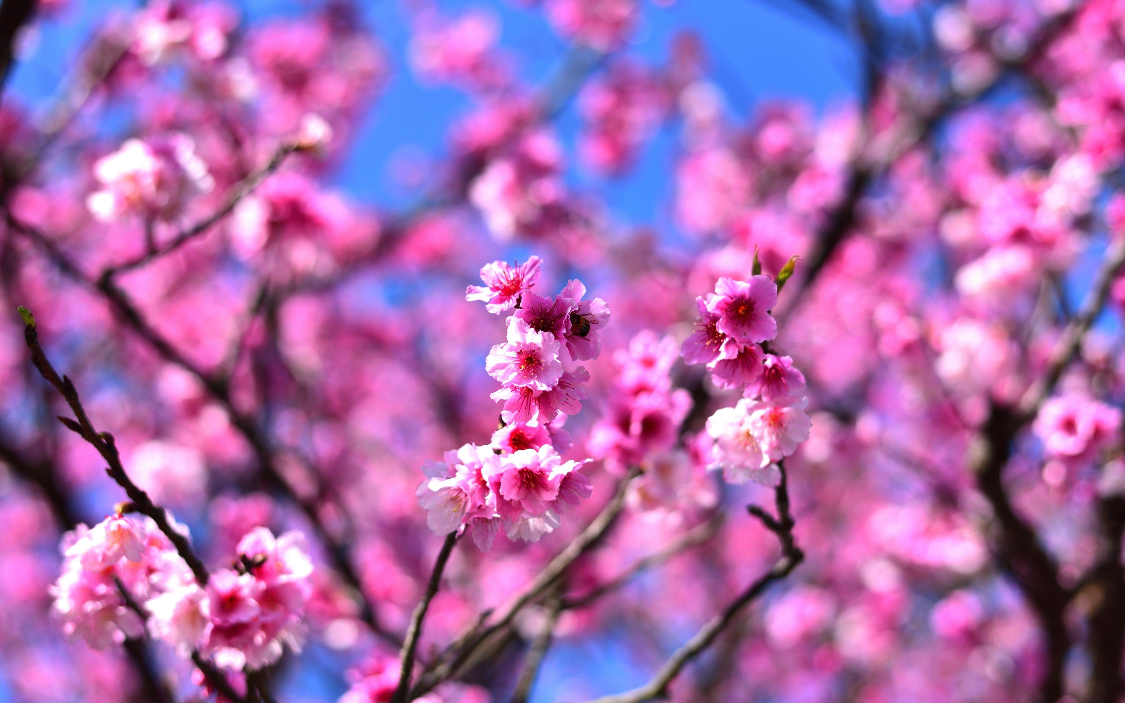 Cherry Blossom 4k Wallpaper 4k Cherry Blossom Wallpapers Top Free Images