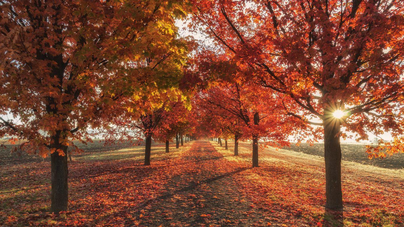 1366x768 Autumn Fall Season Trees 4k 1366x768 Resolution HD 4k