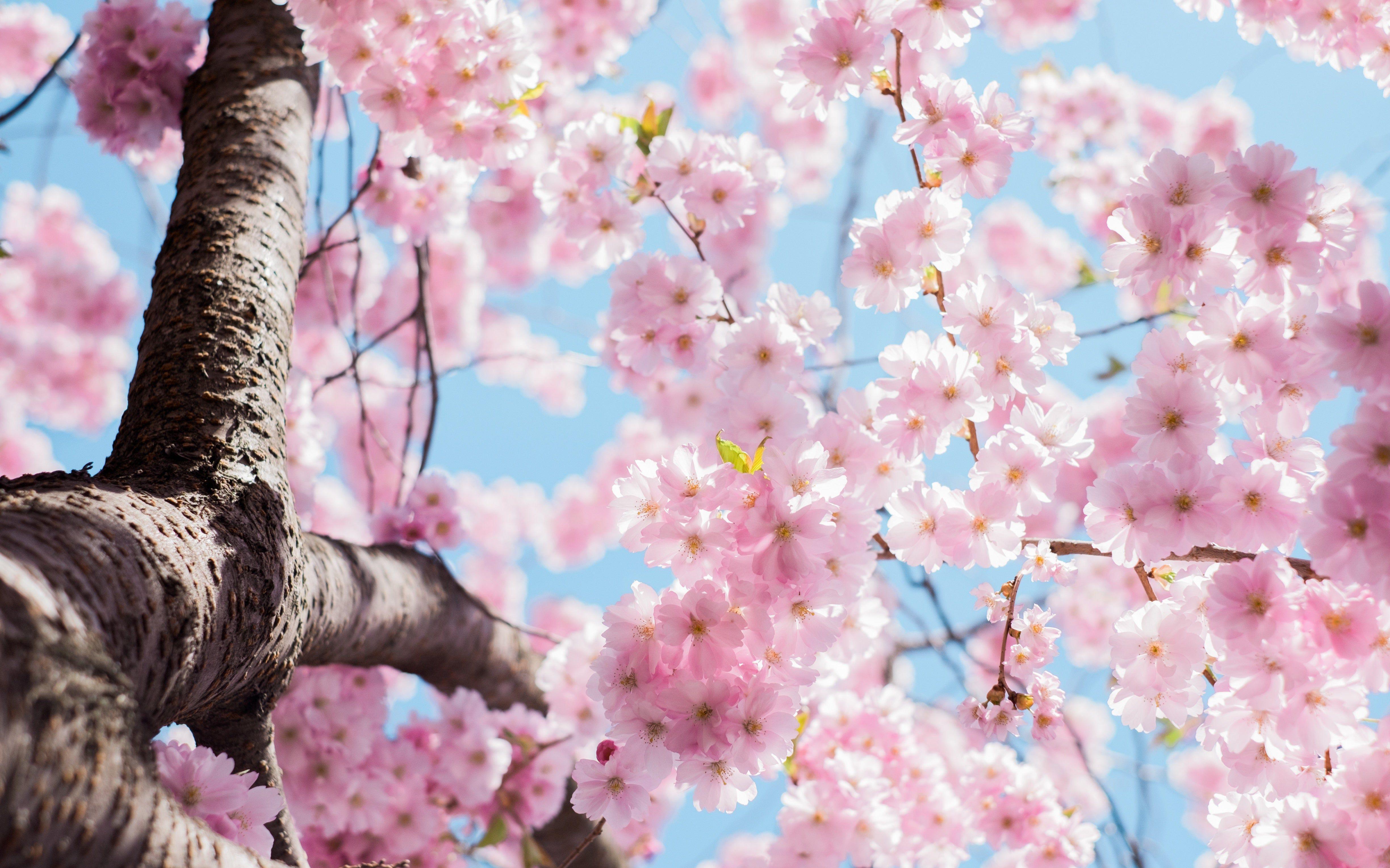 Anime Cherry Blossom Desktop Wallpaper  PixelsTalkNet