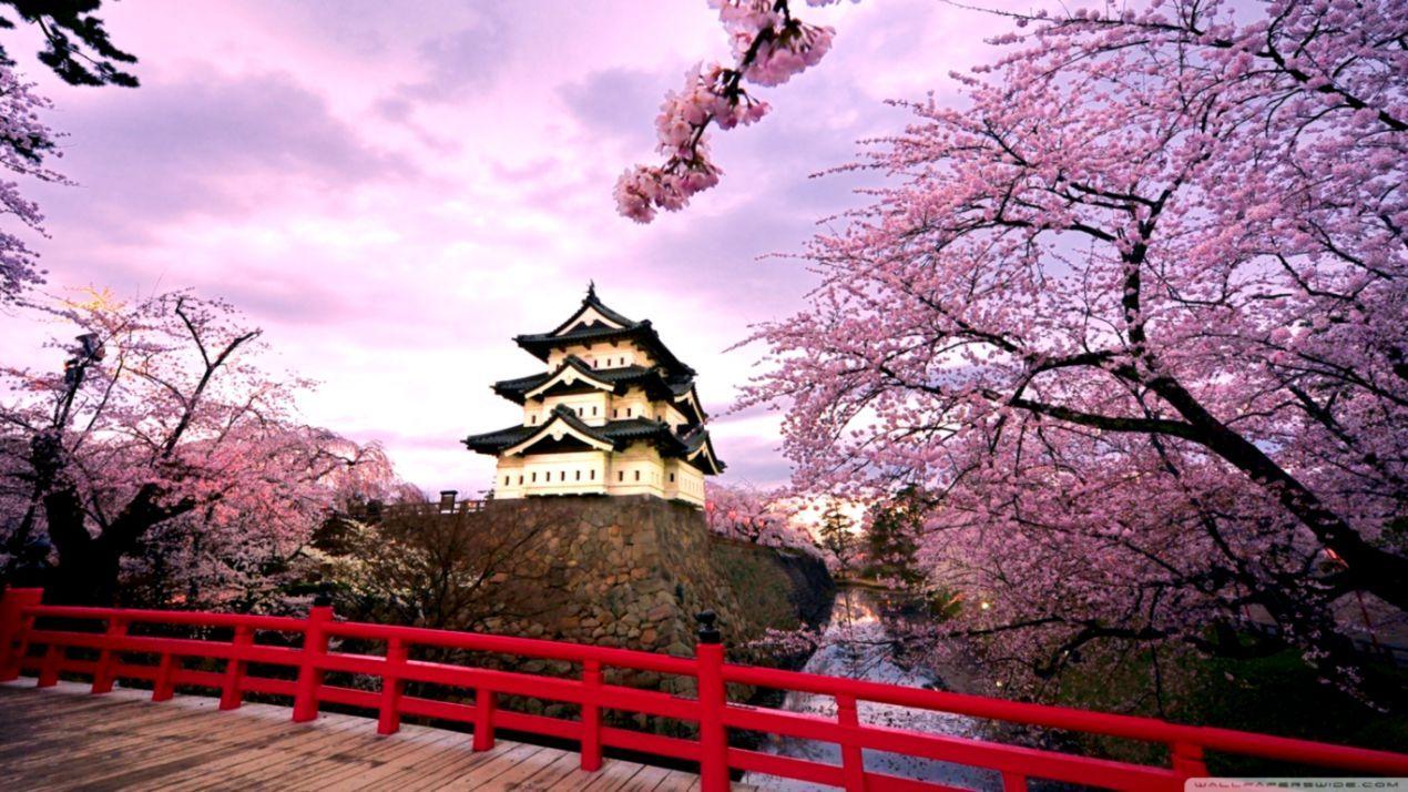 1270x714 Cherry Blossoms Japan ❤ 4k HD Desktop Wallpaper For