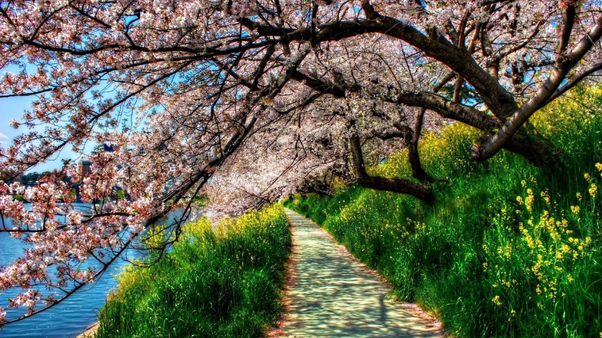 1920x1080 Wallpaper Wiki Cherry Blossom Tunnel Spring Wallpaper
