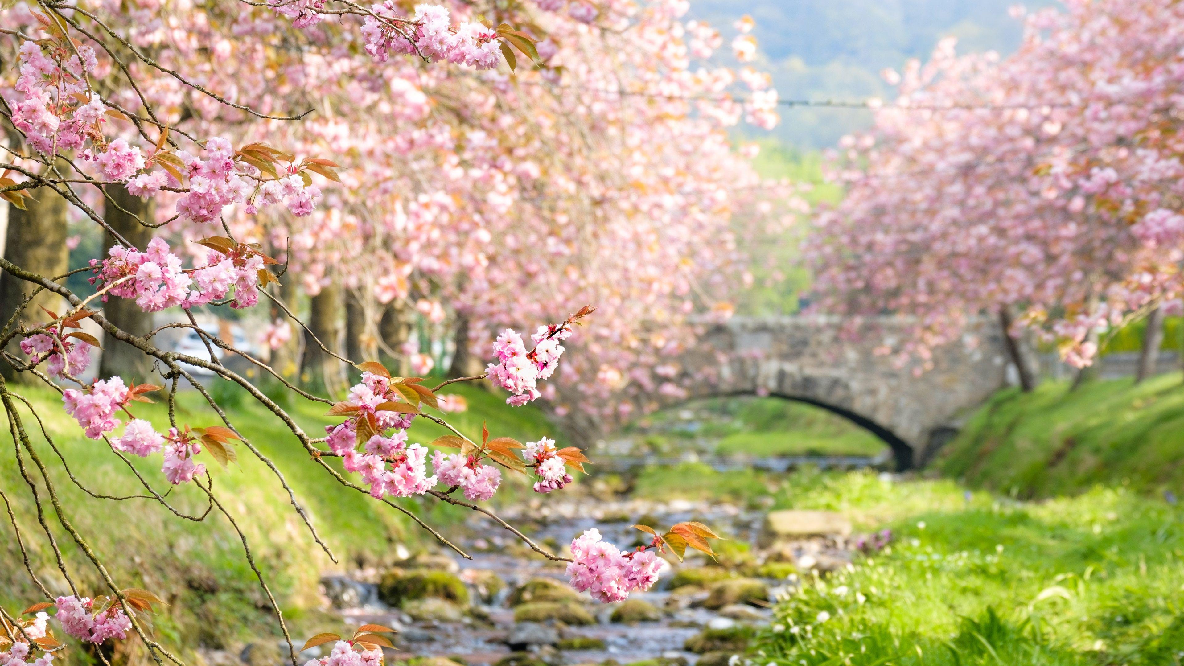 4K Cherry Blossom Wallpapers - Top Free 4K Cherry Blossom Backgrounds