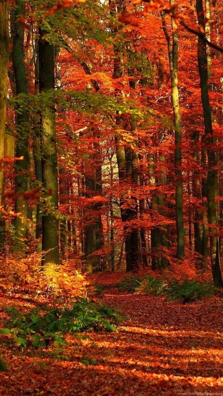 720x1280 4K Ultra HD Autumn Wallpaper HD, Desktop Background 3840x2160