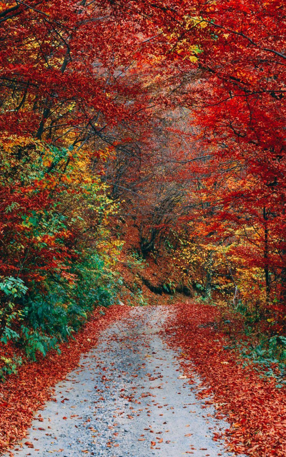 950x1520 Free download Download Colorful Autumn Fall Roadway Pure 4K Ultra