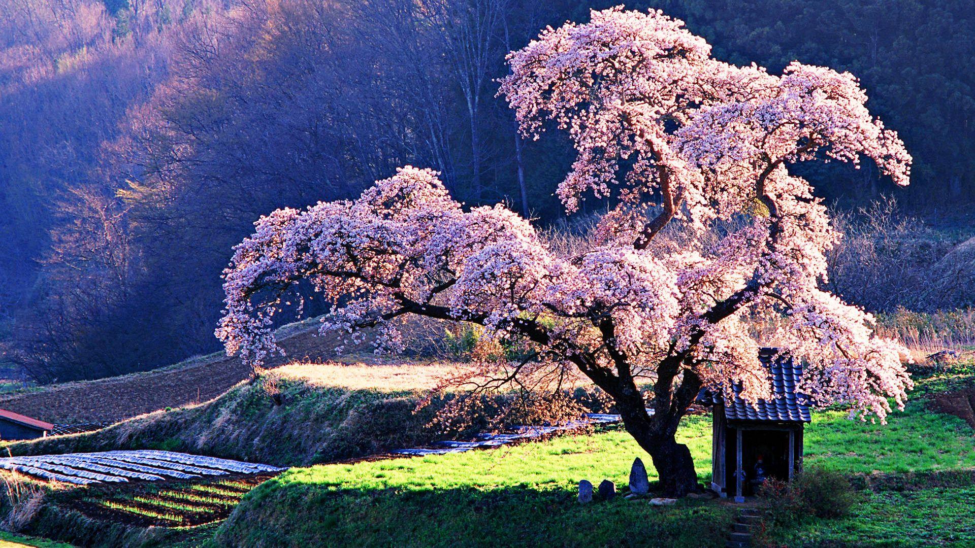 4K Cherry Blossom Wallpapers Top Free 4K Cherry Blossom Backgrounds 